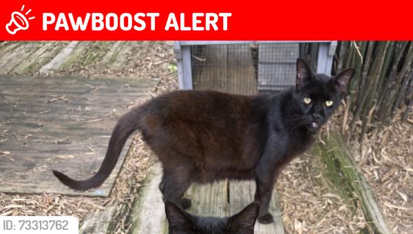 Lost Male Cat last seen North Grade Elementary, Lake Worth Beach, FL 33460
