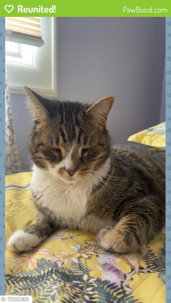 Reunited Male Cat last seen Harmon rd and Hallo St, Edison, NJ 08837