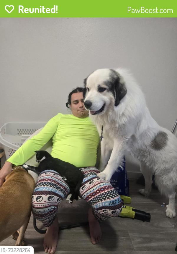 Reunited Male Dog last seen Pinwood est apmt, Albuquerque, NM 87110