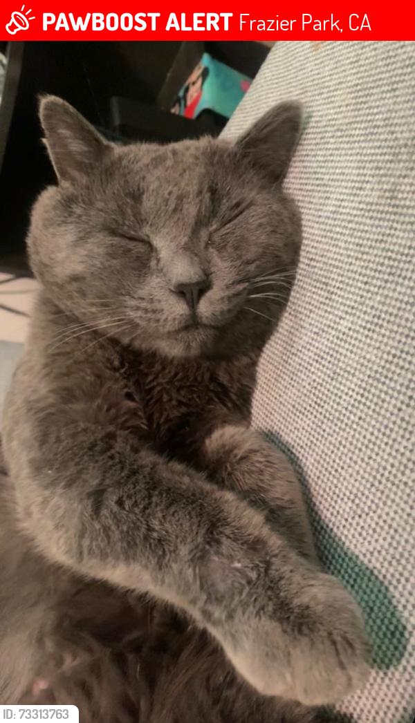 Lost Male Cat last seen Mtn pinos way,by the fire station, Frazier Park, CA 93225