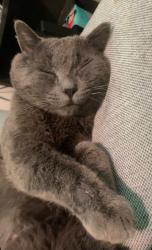 Lost Male Cat last seen Mtn pinos way,by the fire station, Frazier Park, CA 93225