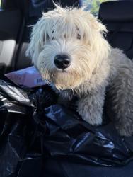 Found/Stray Male Dog last seen Valley Christian Churcb, Wilsonville, OR 97070