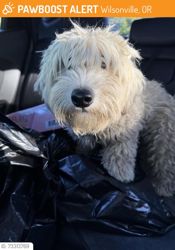 Found/Stray Male Dog last seen Valley Christian Churcb, Wilsonville, OR 97070