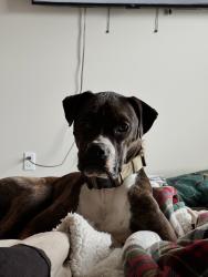 Reunited Female Dog last seen Near Stonewood Crossing Dr, Boiling Springs, SC 29316, USA, Boiling Springs, SC 29316