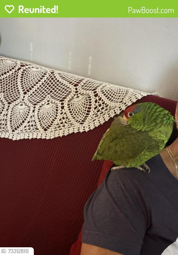 Reunited Female Bird last seen Puente Ave, City of Industry, CA 91746