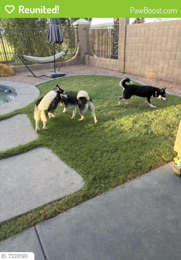 Reunited Male Dog last seen chandler heights and clbh drive, Gilbert, AZ 85298