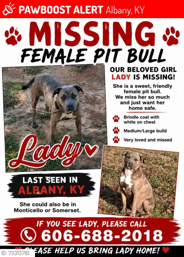 Lost Female Dog last seen martha Stockton Rd. near hwy 553, Albany, KY 42602