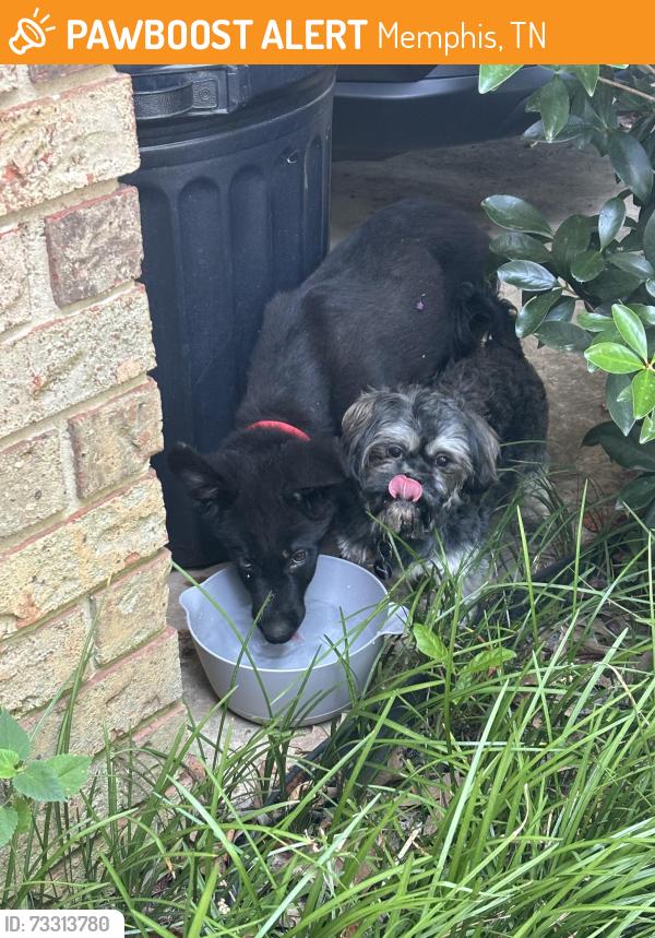 Found/Stray Unknown Dog last seen Rembrook Drive, Memphis, TN 38016