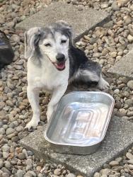 Reunited Unknown Dog last seen Naegeli Ct & Naegeli Dr, Portland, OR 97236