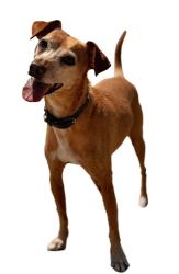 Reunited Male Dog last seen Paseo de las Flores and Lynwood drive, Encinitas, CA 92024
