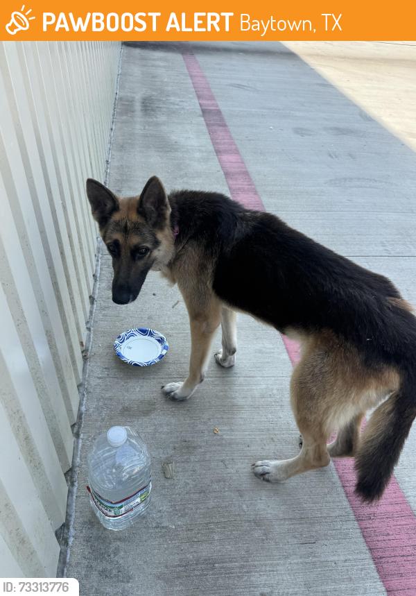 Found/Stray Female Dog last seen Near Garth rd, Baytown, TX 77521