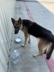 Found/Stray Female Dog last seen Near Garth rd, Baytown, TX 77521