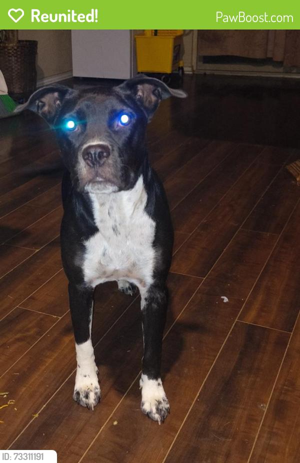 Reunited Female Dog last seen Judson & Randolph Blvd, San Antonio, TX 78233
