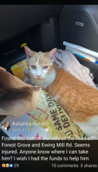 Reunited Female Cat last seen Forest Grove and Ewing Mill Rd, Robinson Township, PA 15136