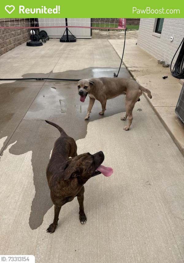 Reunited Female Dog last seen Douglas and coffee creek, Edmond, OK 73034