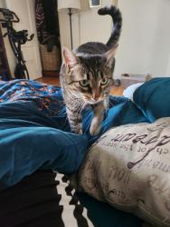 Reunited Female Cat last seen ParkMerced Gonzalez and Diaz, San Francisco, CA 94132