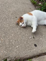 Reunited Male Cat last seen S 55th Ave & W 22nd Pl, Cicero, IL 60804, USA, Cicero, IL 60804