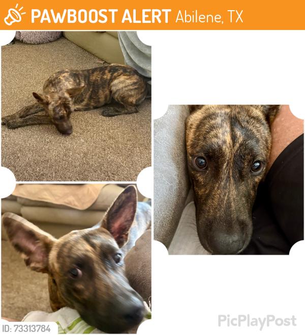 Found/Stray Female Dog last seen Between N Hickory & Grape, Abilene, TX 79601