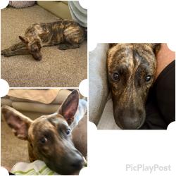 Found/Stray Female Dog last seen Between N Hickory & Grape, Abilene, TX 79601