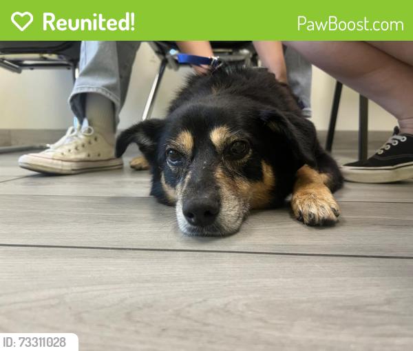 Reunited Female Dog last seen Watson St / Bishop St, Cypress, CA 90630
