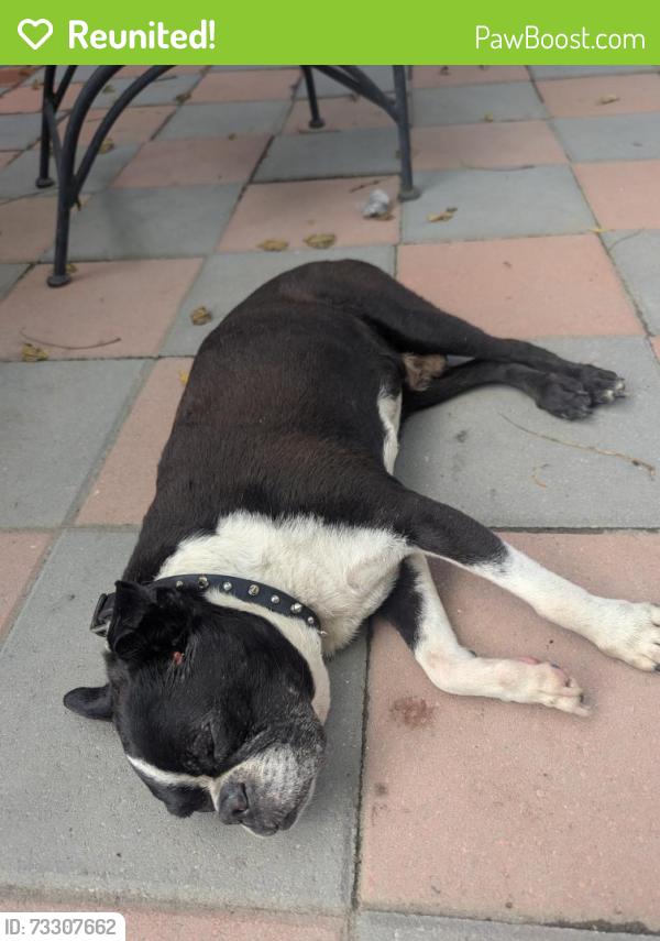 Reunited Male Dog last seen Catalpa drive and Cornell drive, Dayton, OH 45406