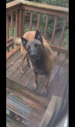 Reunited Male Dog last seen Hemphill rd, Stockbridge, GA 30281