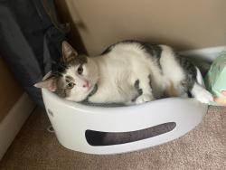 Lost Male Cat last seen Summerville road Kingsport, Kingsport, TN 37663