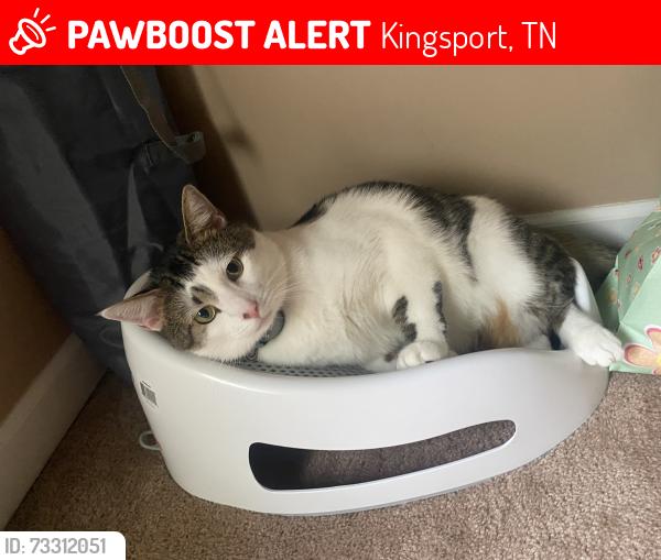Lost Male Cat last seen Summerville road Kingsport, Kingsport, TN 37663