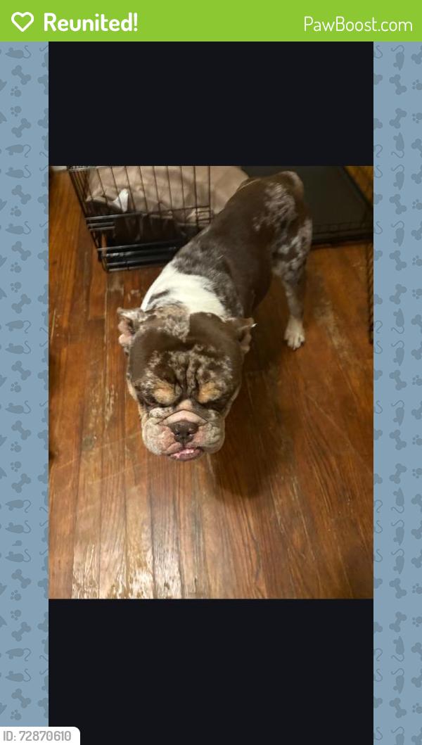 Reunited Male Dog last seen South of Summer and Waring, Memphis, TN 38122