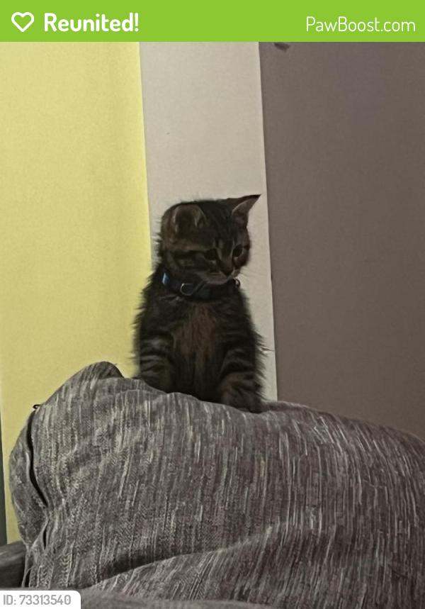 Reunited Male Cat last seen Raftsman Cove and brinwood, Mississauga, ON L5M 7H4