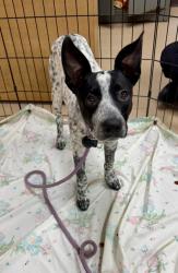 Shelter Stray Female Dog last seen Near Chamblee Tucker Rd, Chamblee, GA 30341, 30341, GA, 3280 Chamblee Dunwoody Rd, Chamblee, GA 30341, USA