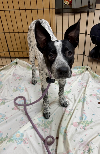 Shelter Stray Female Dog last seen Near Chamblee Tucker Rd, Chamblee, GA 30341, 30341, GA, 3280 Chamblee Dunwoody Rd, Chamblee, GA 30341, USA