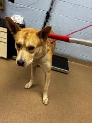 Shelter Stray Male Dog last seen Near Hearthstone Drive 30083, 30083, GA, 3280 Chamblee Dunwoody Rd, Chamblee, GA 30341, USA
