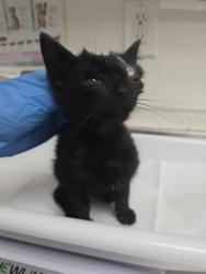 Shelter Stray Male Cat last seen Near 104 ave, Oakland, CA, 1101 29th Ave, Oakland, CA 94601, USA