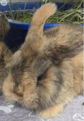 Shelter Stray Female Rabbit last seen , , CA, 1101 29th Ave, Oakland, CA 94601, USA