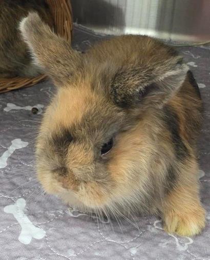 Shelter Stray Male Rabbit last seen , , CA, 1101 29th Ave, Oakland, CA 94601, USA