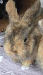 Shelter Stray Female Rabbit last seen , , CA, 1101 29th Ave, Oakland, CA 94601, USA
