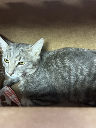 Shelter Stray Unknown Cat last seen Near pierce ave, CITY of El Paso, TX, 5001 Fred Wilson Ave, El Paso, TX 79906, USA