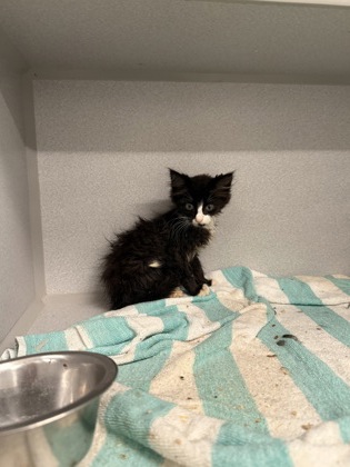Shelter Stray Male Cat last seen Near Ralph David Abernathy Blvd, Atlanta, GA, 1251 Fulton Industrial Blvd NW, Atlanta, GA 30336, USA