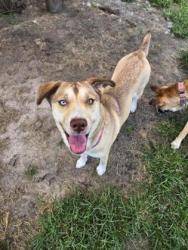 Shelter Stray Female Dog last seen Broad Creek Road, Fairfield Harbour, NC, 1639 Old Airport Rd, New Bern, NC 28562, USA