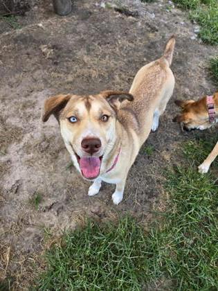 Shelter Stray Female Dog last seen Broad Creek Road, Fairfield Harbour, NC, 1639 Old Airport Rd, New Bern, NC 28562, USA