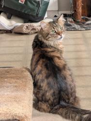 Lost Male Cat last seen Near longridge dr. springfield oregon 97478, Springfield, OR 97478