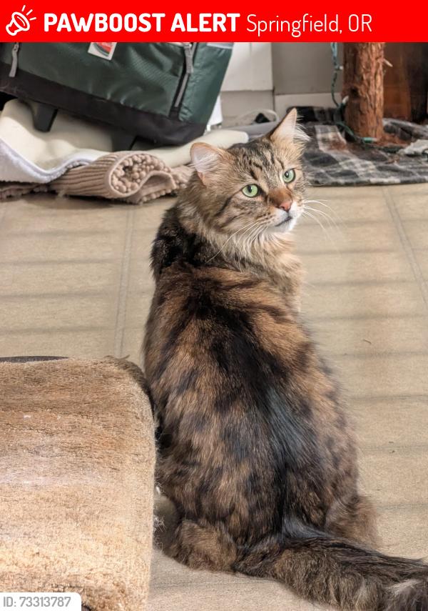 Lost Male Cat last seen Near longridge dr. springfield oregon 97478, Springfield, OR 97478