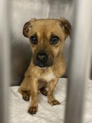 Shelter Stray Female Dog last seen Chestnut Ave, New Bern City Limits, NC, 1639 Old Airport Rd, New Bern, NC 28562, USA
