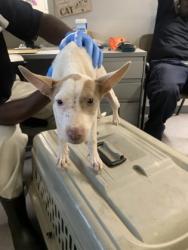 Shelter Stray Female Dog last seen , Caddo Parish, LA, 1500 Monty St, Shreveport, LA 71107, USA