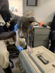 Shelter Stray Female Dog last seen , Caddo Parish, LA, 1500 Monty St, Shreveport, LA 71107, USA