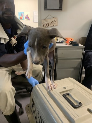 Shelter Stray Female Dog last seen , Caddo Parish, LA, 1500 Monty St, Shreveport, LA 71107, USA