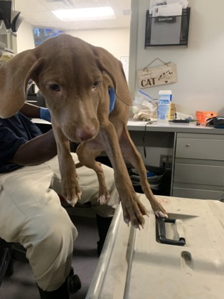 Shelter Stray Female Dog last seen , Caddo Parish, LA, 1500 Monty St, Shreveport, LA 71107, USA