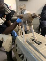 Shelter Stray Female Dog last seen , Caddo Parish, LA, 1500 Monty St, Shreveport, LA 71107, USA