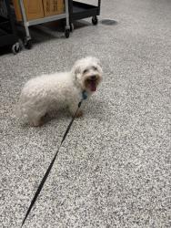 Shelter Stray Male Dog last seen Alexandria, Virginia, 22306, 6421 Richmond Highway, Fairfax County, VA, 4500 West Ox Rd, Fairfax, VA 22030, USA